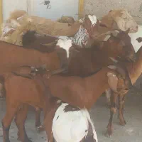 شیر بزکهرنرنزارسنگین بزداشتی دوقلو زاگیسه بره قوچ