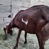 بز رشتی پاکستانی