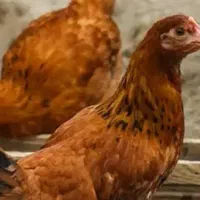 جوجه محلی