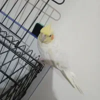 عروس هلندی ماده سالم