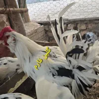 تخم نطفه دار گلین