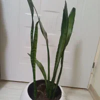 حراج چندتا گل طبیعی خوب