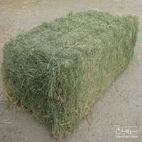 یونجه تازه و با کیفیت