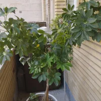 گل شفلرا سالم با گلدان سفالی بزرگ