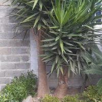 یوکاوشمشاد طلایی و سبز