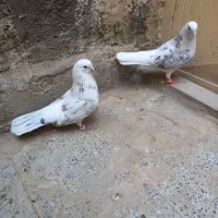 کبوتر پر وفیت