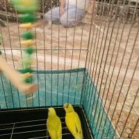 مرغ عشق|پرنده|تهران, مینای شمالی (مخبر)|دیوار