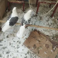 کبوتر