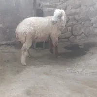 بره میش