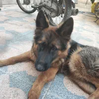 سگ ژرمن