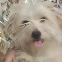 سگ ..