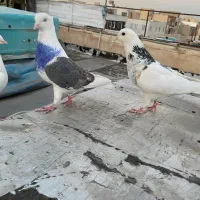 پشتارکاکلی جوجه نر