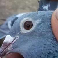 کفتر جان اردن مسافتی پلاکی المانی