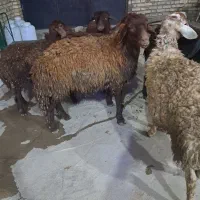 ۶ دانه گوسفند غزل افشار اصل