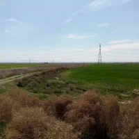 زمین کشاورزی