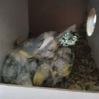 جوجه کوتوله برزیلی سرلاکی (رنگ خاص)