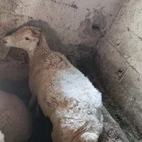 گوسفند