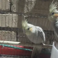 جوجه عروس هلندی