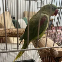 شاه طوطی