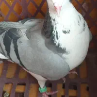 دمگیر ماده گلین گچی