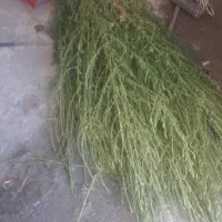 جارومحلی