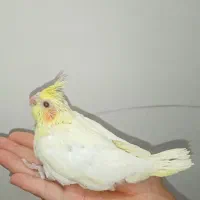 جوجه عروس هلندی سرلاکی