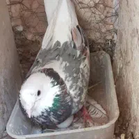 کبوتر