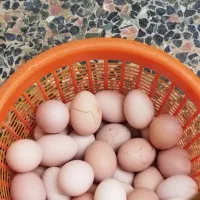 تخم مرغ محلی درفومن