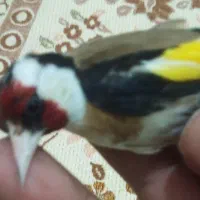 سهره