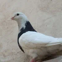 تعویض با ماده تاپ