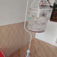عروس هلندی سخنگو