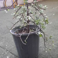 گل ساکولنت خرفه ای