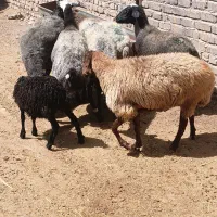 میش