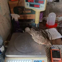 بلدرچین چاق کشتاری