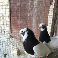 طوق سیاه