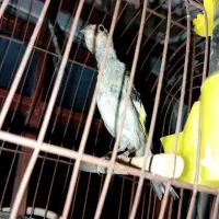 جوجه سقا سهره