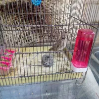 سهره خاکی جوان