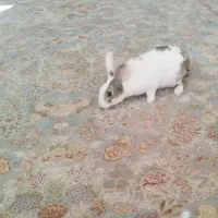 خرگوش خانگی