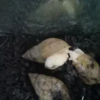 حلزون آچاتینا