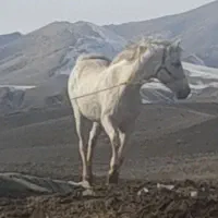 اسب سفید