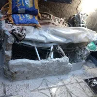 مرغ خانگی محلی
