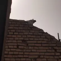 کبوتر|پرنده|اهواز, بهارستان|دیوار