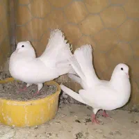 کبوتر دم چتری