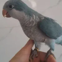راهب ابی نرمه خورودونه خور