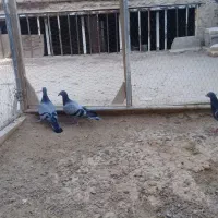 جوجه پلاکی اصلی