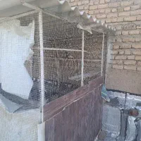 لانه پرنده