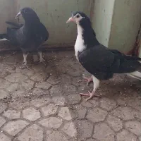 مفلق سیاه پشت