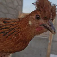 فروش مرغ و خروس