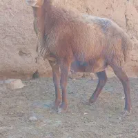 میش کیلوی ۴۲۰