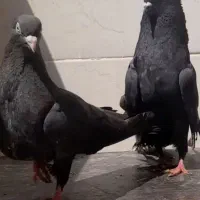 کبوتر سیاه بوشهری با جوجه